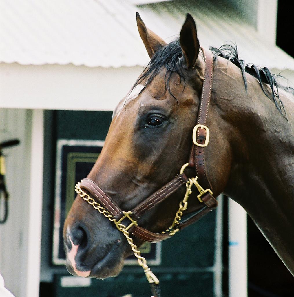Barbaro gets a bath after morning exercise. (Carrie Curry photo)